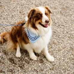 HAY | Dogs Scarf - Light Blue -Home Product Store R04271221 LIGHTBLUE ALT02