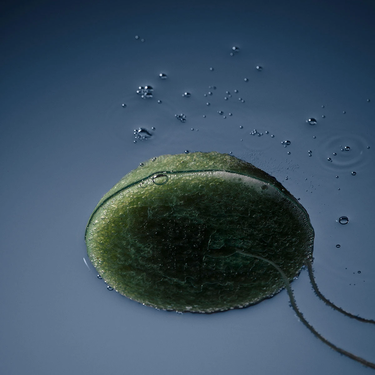 Guy Morgan | Matcha Tea Konjac Sponge 4 Guy Morgan | Matcha Tea Konjac Sponge - Image 2