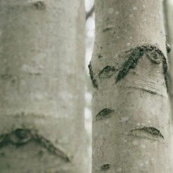 Earl Of East | Shinrin-Yoku - Soy Wax Candle - 260ml [9.1oz] -Home Product Store earl of east shinrin yoku natural soy wax candle 260 2